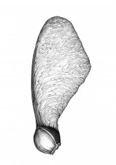 Ahorn Samen/Maple Seed Pod (acer platanoides) Kugelschreiber Zeichnung/Ballpoint pen drawing 2018
